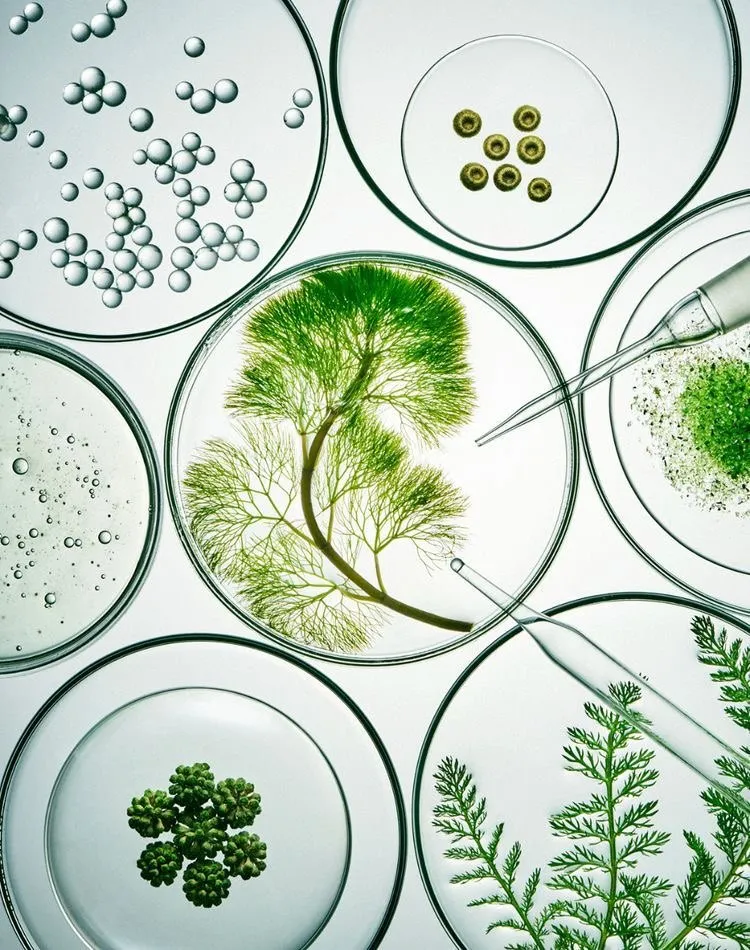 Botanical flavor research in the JADEHARE lab